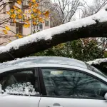 Tree on a car with snow