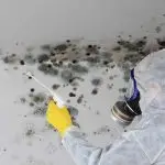 A professional doing mold testing